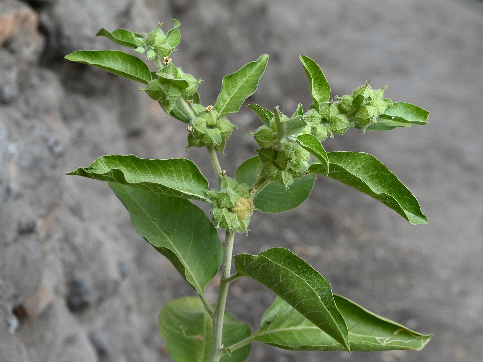 Ashwagandha: Para Que Serve, Dose e Benefícios (2026)