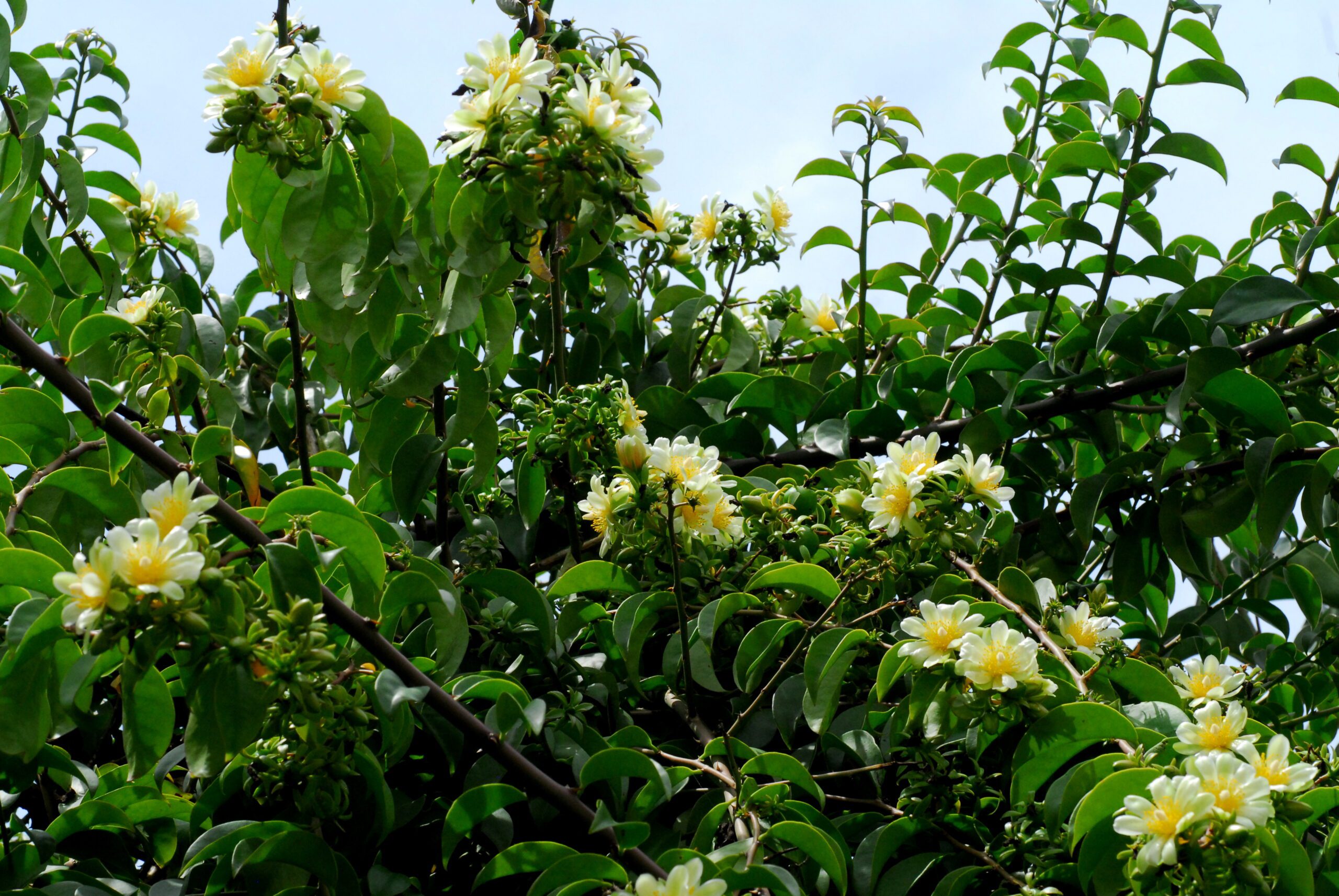 Folhas de ora-pro-nóbis (Pereskia aculeata)