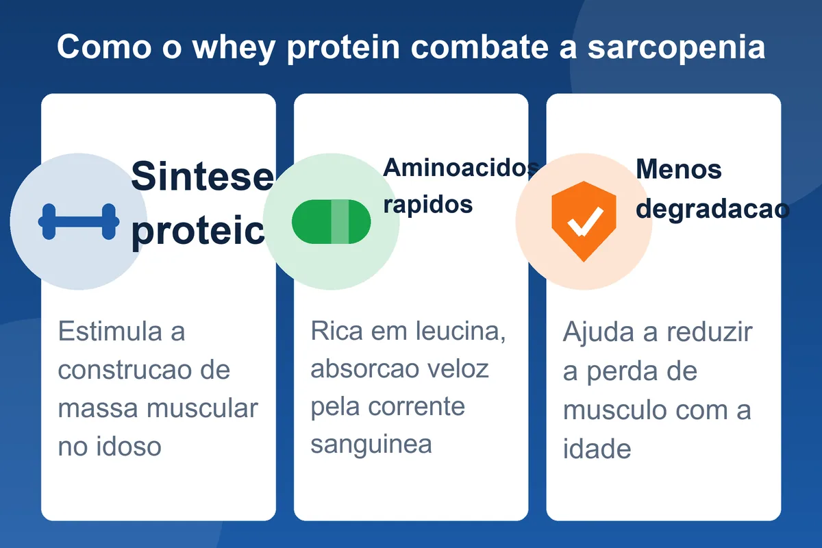 Infografico: como o whey protein age contra a sarcopenia no idoso, da sintese proteica a reducao da degradacao muscular